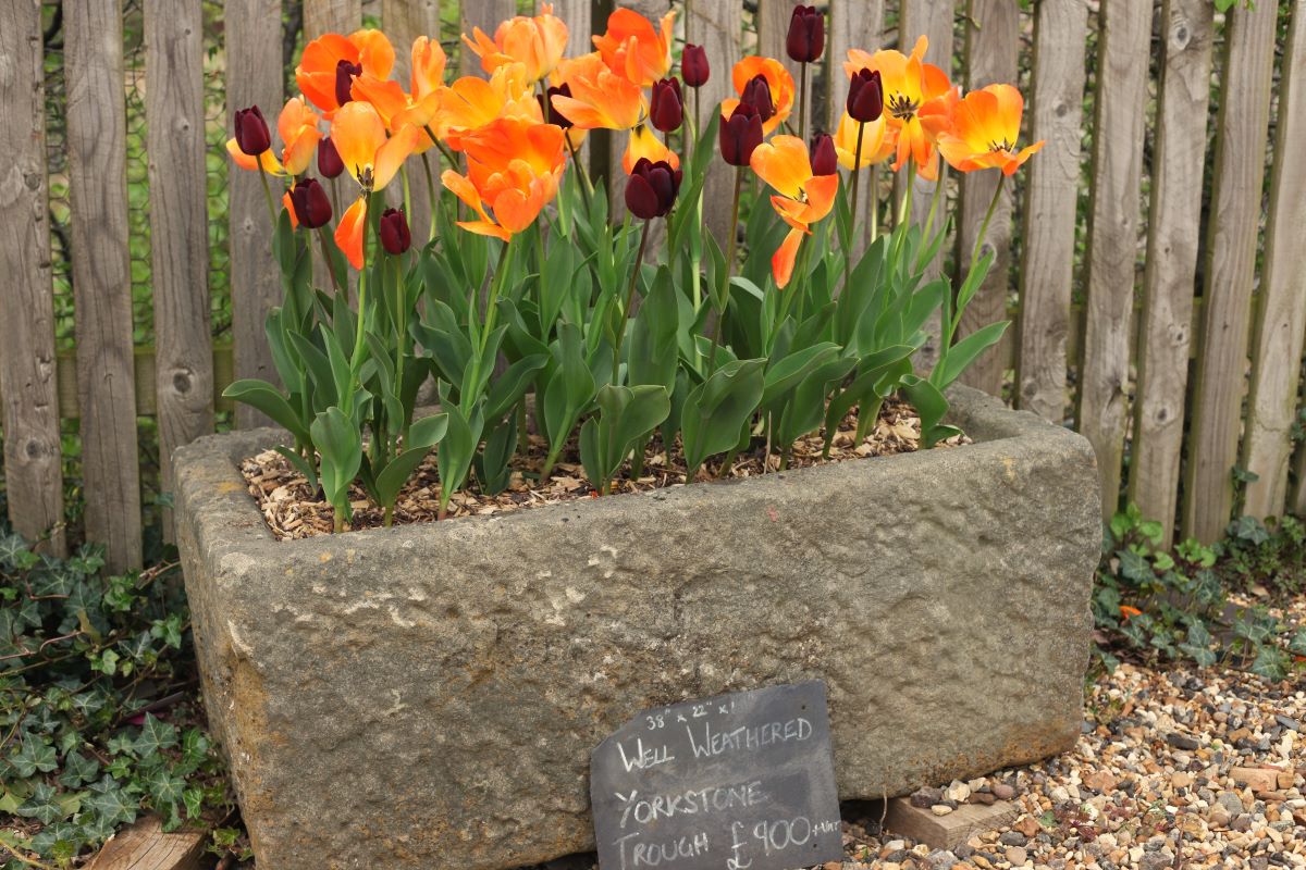 Stone Trough with Tulips Spring Planting Perfect