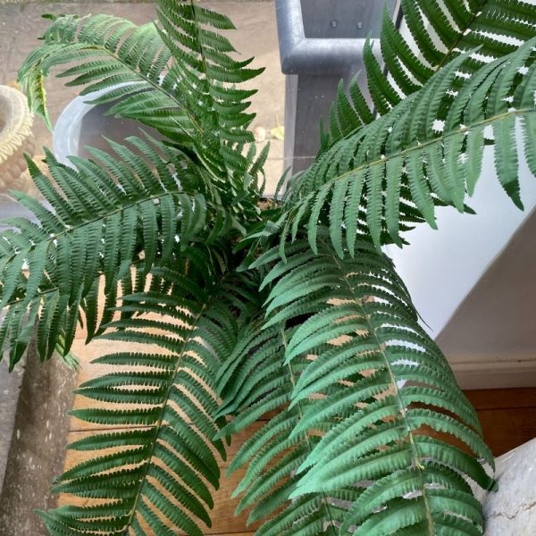 Potted Artificial Fern