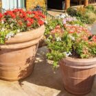 Handmade Italian double and plain rolled rim pots planted with pelargoniums and geraniums