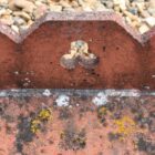 Triple Trefoil Crested Ridge Tile 2 ROOF-0251