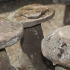 Three Medium Staddle Stones Red Sandstone 3 GFO-0262a