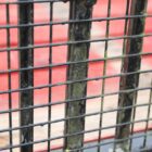 Wrought Iron Side Gate 3 IRON-0137