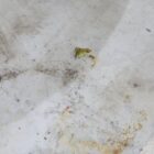 Reclaimed Grey Marble Slab 3 CLR-02140