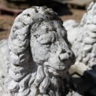 Detail of a pair of classic recumbent lions showing a time worn weathered patina of lichen and moss